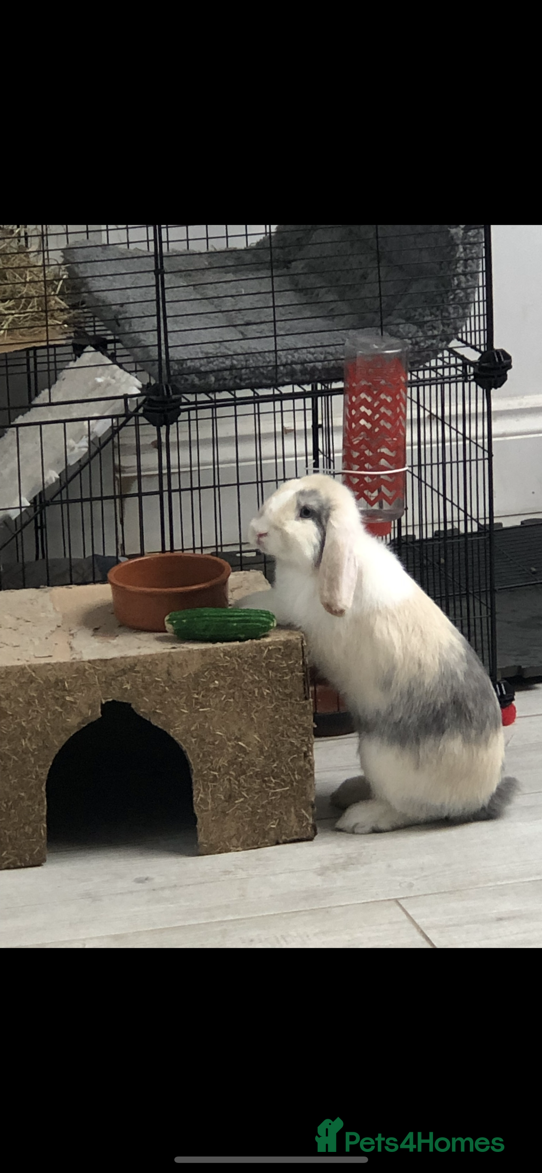 Cashmere Lop rabbits for sale: 2 Adorable rabbits best of friends - Image 8