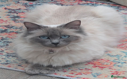 Ragdoll cats for sale: Ragdoll - home reared kittens - Image 7