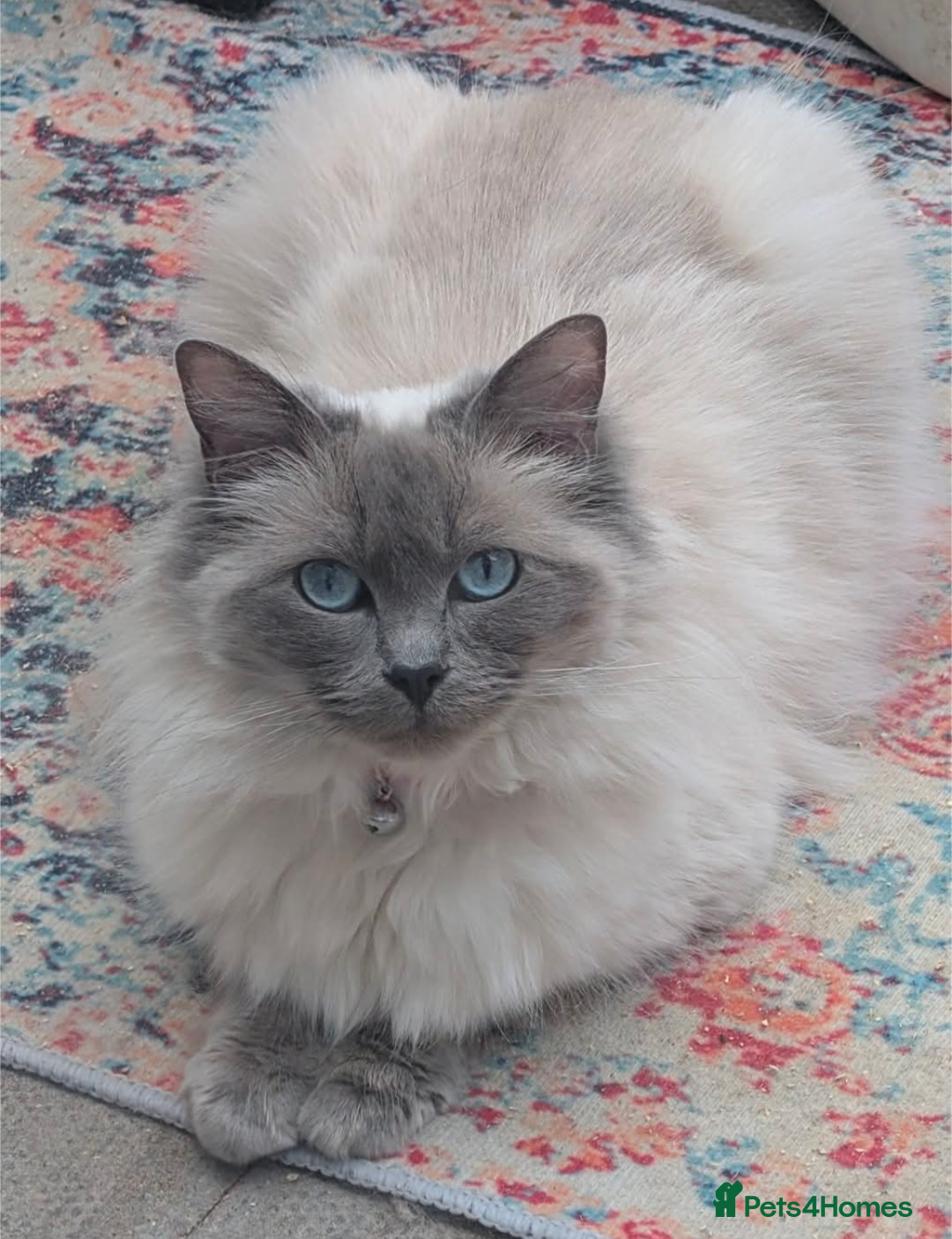 Ragdoll cats for sale: Ragdoll - home reared kittens - Image 7