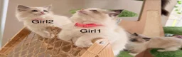 Ragdoll cats for sale: Stunning  European bloodline Ragdoll kittens  - Advert 11
