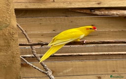 Mixed Breed birds for sale: Young stunning Kakariki’s  - Image 3