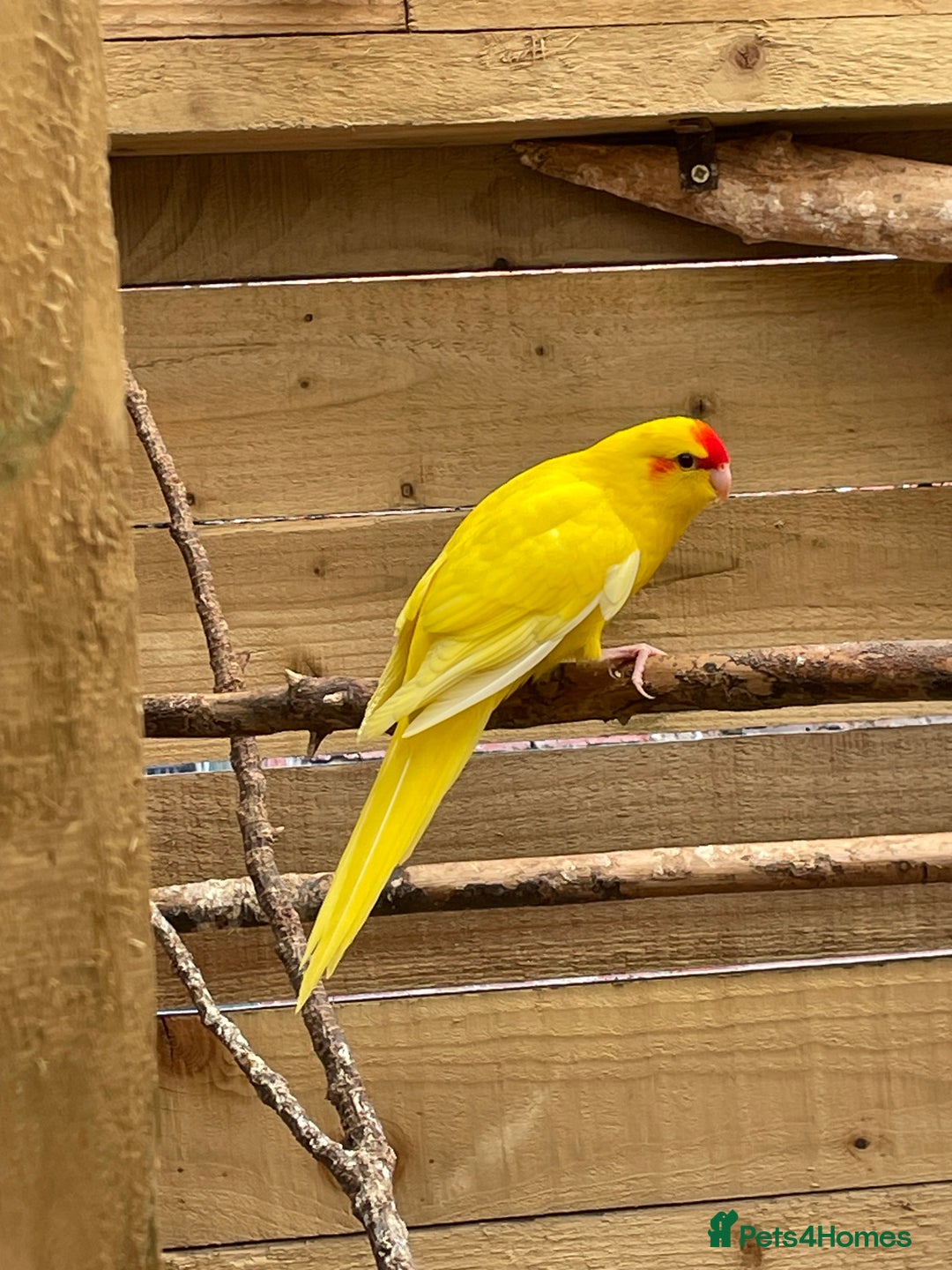 Mixed Breed birds for sale: Young stunning Kakariki’s  - Image 3