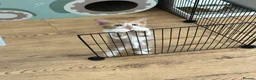 Domestic Shorthair cats for sale: 6 Adorable KittensReady for Their Forever Homes 🐾 - Advert 15