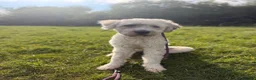 Mixed Breed dogs for sale: Handsome Buddy looking for his home in Marlborough - Advert 1
