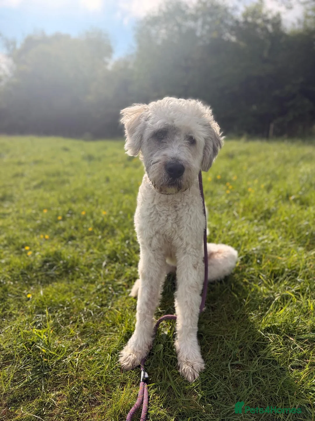 Mixed Breed dogs for sale: Handsome Buddy looking for his home in Marlborough - Advert 1