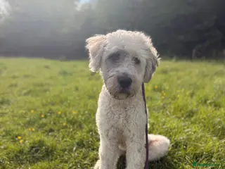 Mixed Breed dogs for sale: Handsome Buddy looking for his home - Advert 1