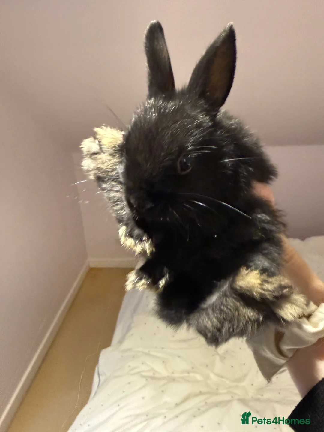 Netherland Dwarf rabbits for sale: Netherland Dwarf Rabbits  - Advert 3