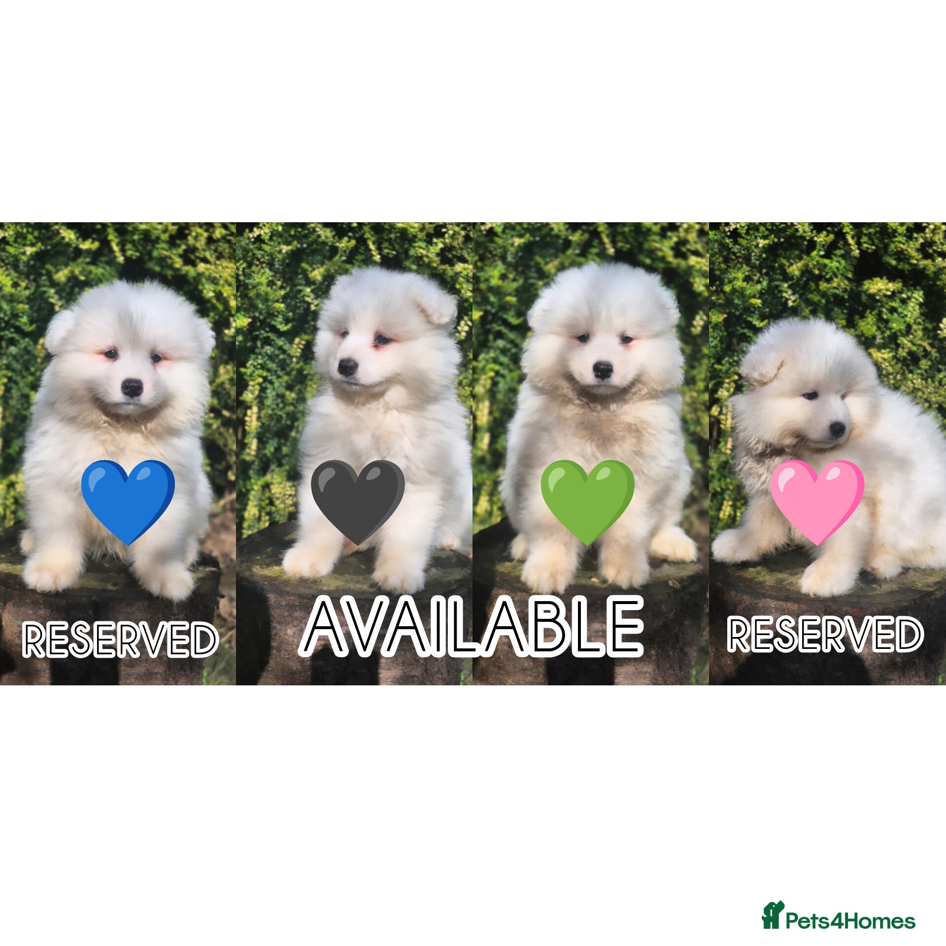Samoyed dogs 2 Boys Left ready from 8th❤️ - Advert 16