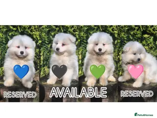Samoyed dogs 2 Boys Left ready from 8th❤️ - Advert 16