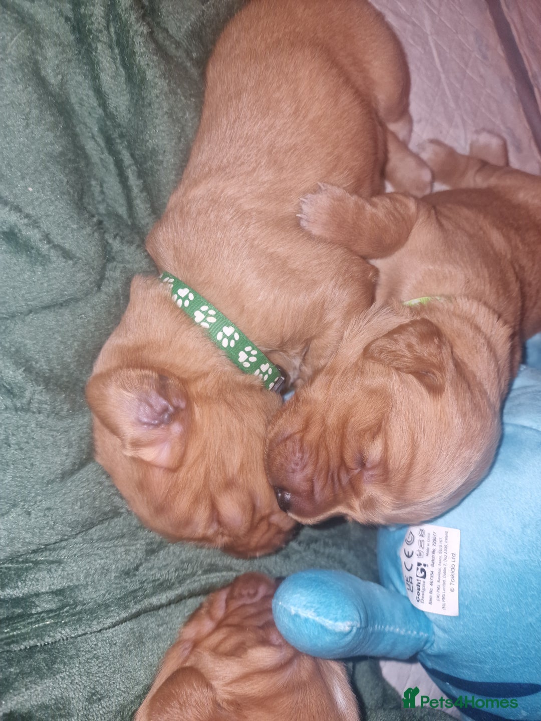 Golden Retriever dogs for sale: Beautiful KC-Registered Golden Retriever Puppies - Advert 8