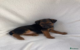 Lakeland Terrier dogs for sale: Lakeland terrier  - Image 4