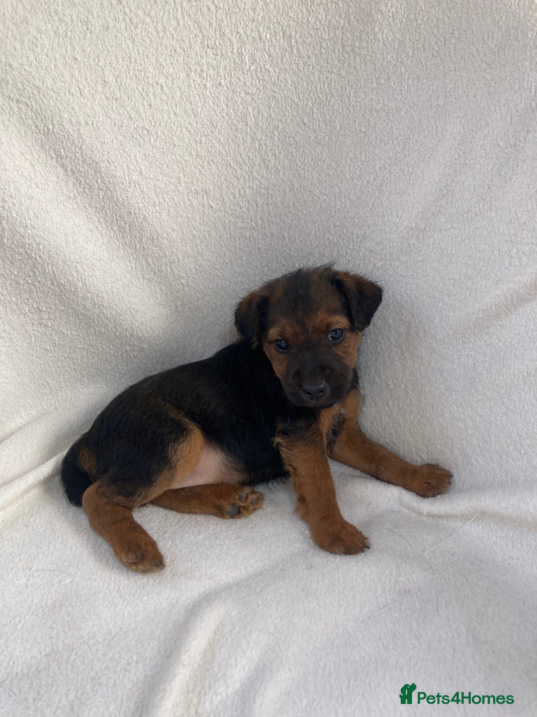 Lakeland Terrier dogs for sale: Lakeland terrier  - Image 4