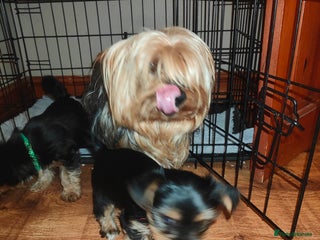 Yorkshire Terrier dogs Yorkshire terrier puppies - Advert 1