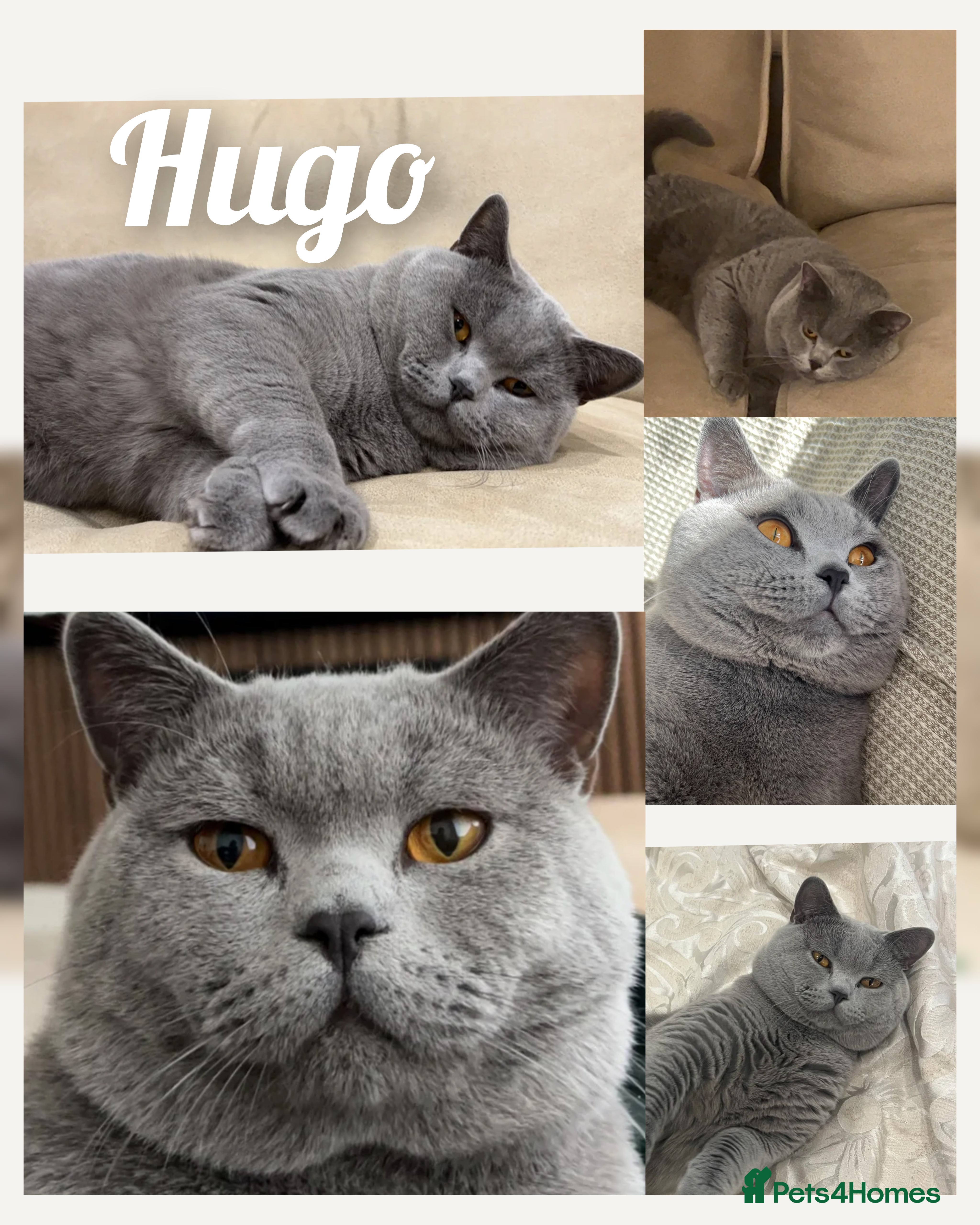 British Shorthair cats British shorthair for stud.gccf & tica reg  - Advert 3