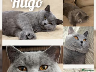 British Shorthair cats British shorthair for stud.gccf & tica reg - Advert 1