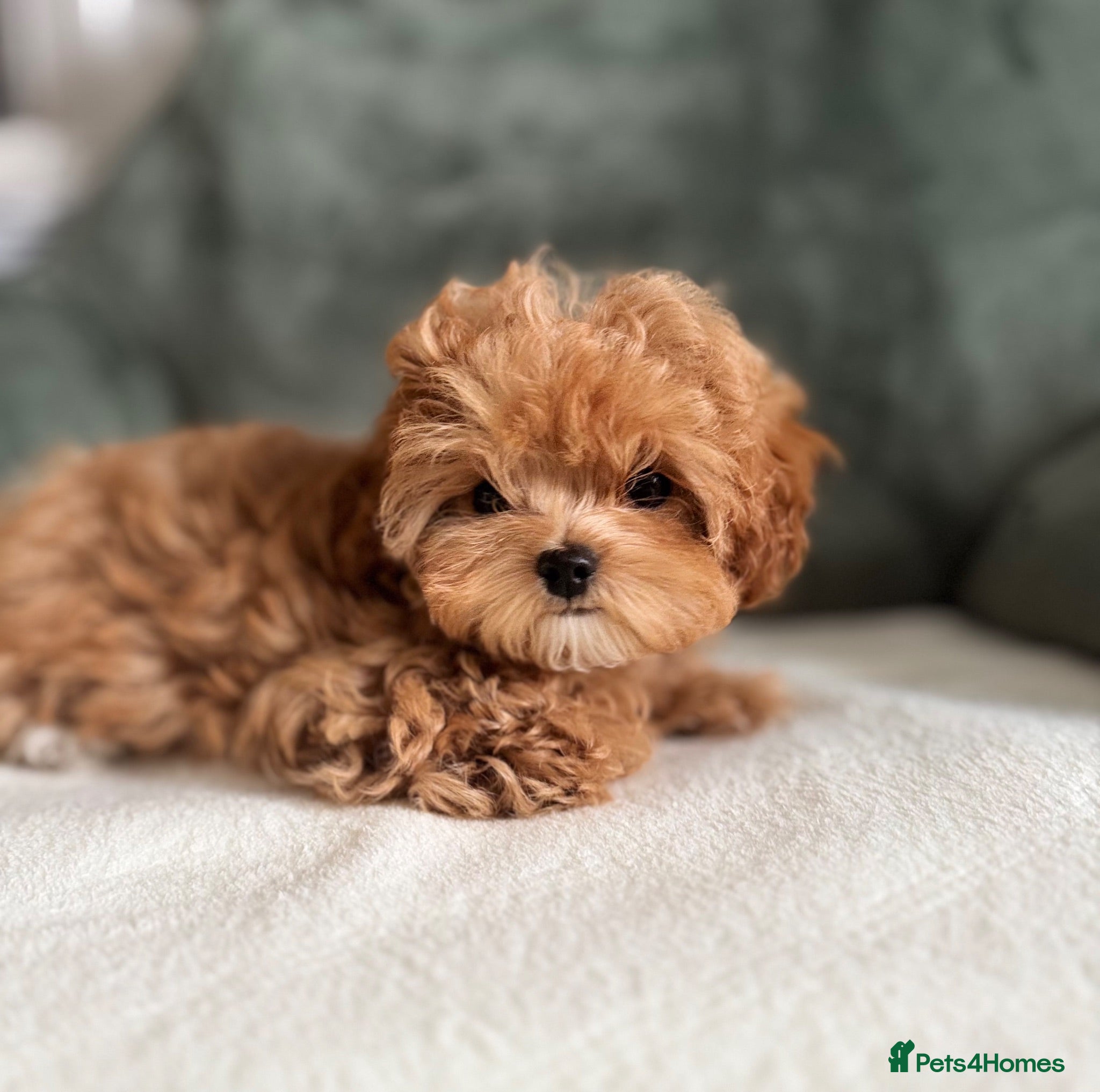 Maltipoo dogs 🧸READY NOW Tiny Asian Maltipoo Girl DNA Clear🧸 - Advert 1
