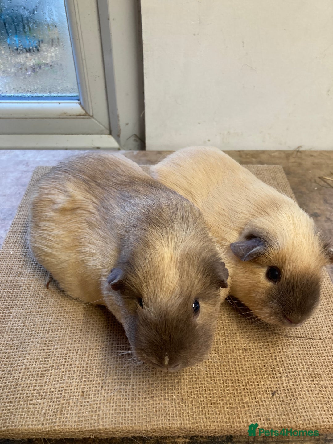 Guinea Pig rodents for sale: Californian Guinea pigs - Advert 4