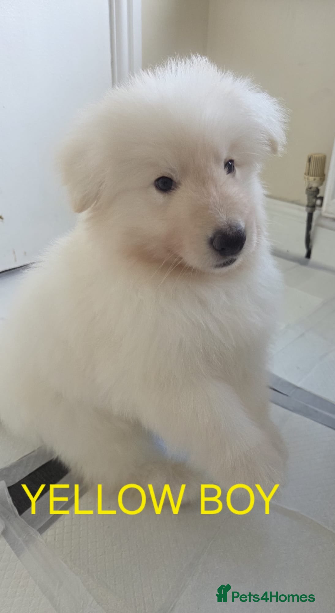 German Shepherd dogs White German Shepherd Puppies ready to leave - Advert 2