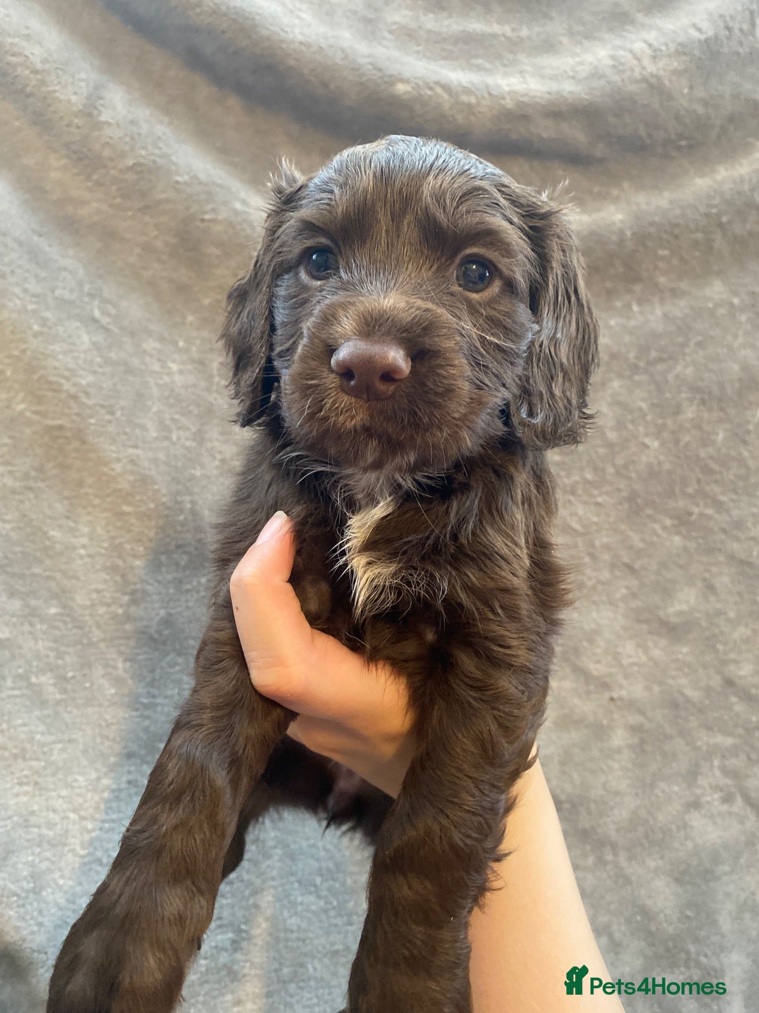 Cocker Spaniel dogs Working cocker spaniel puppies - Advert 1