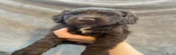 Cocker Spaniel dogs for sale: Working cocker spaniel puppies in Blackpool - Advert 1
