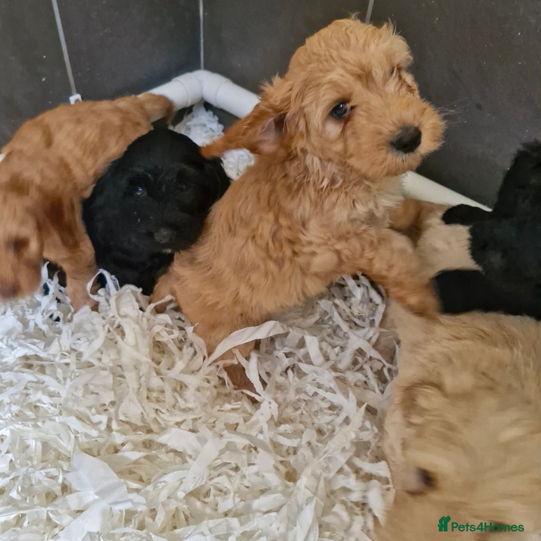 Cockapoo dogs for sale: Cockapoo puppies  - Image 4