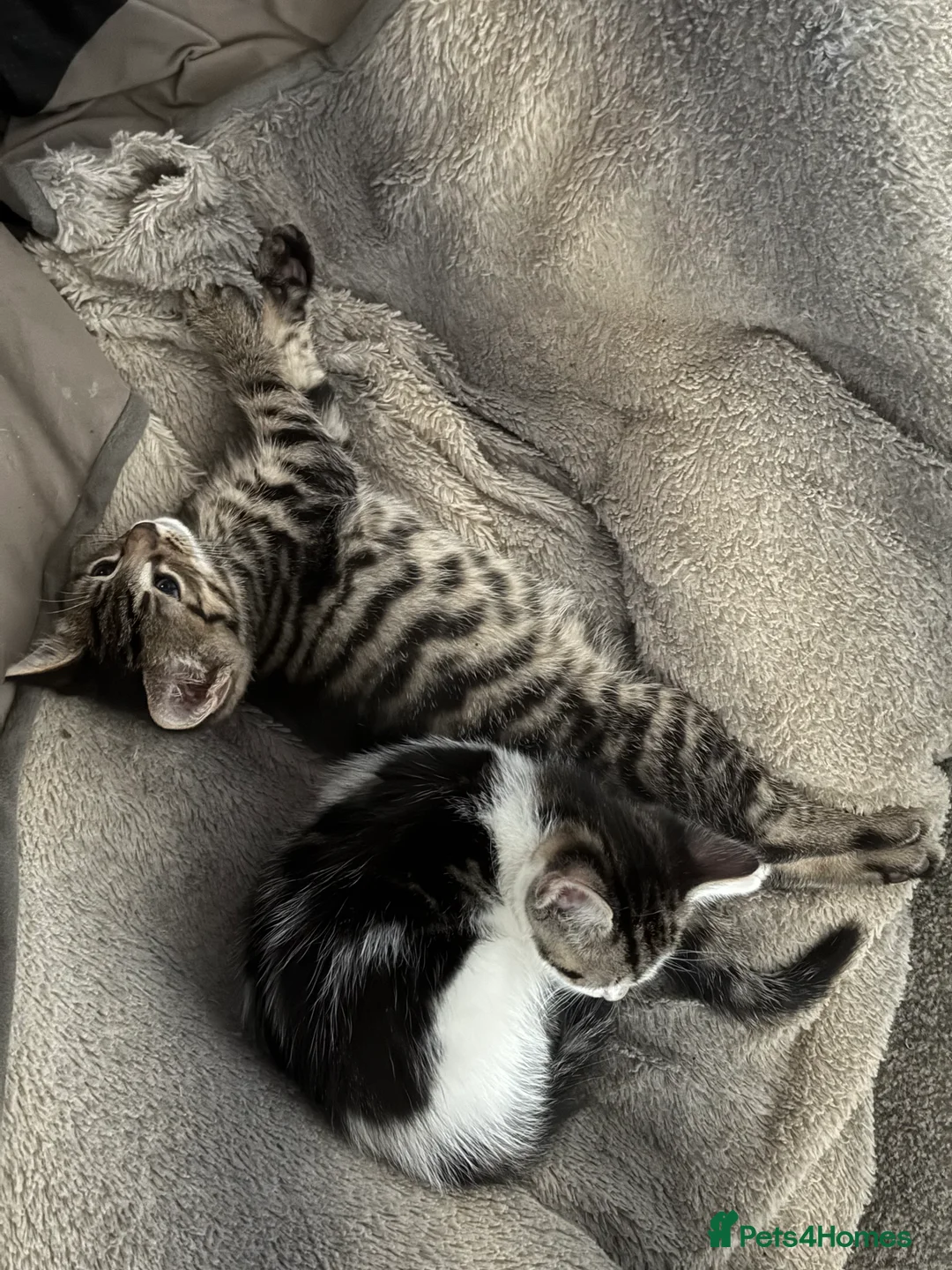 Mixed Breed cats for sale: Two kittens  - Advert 4