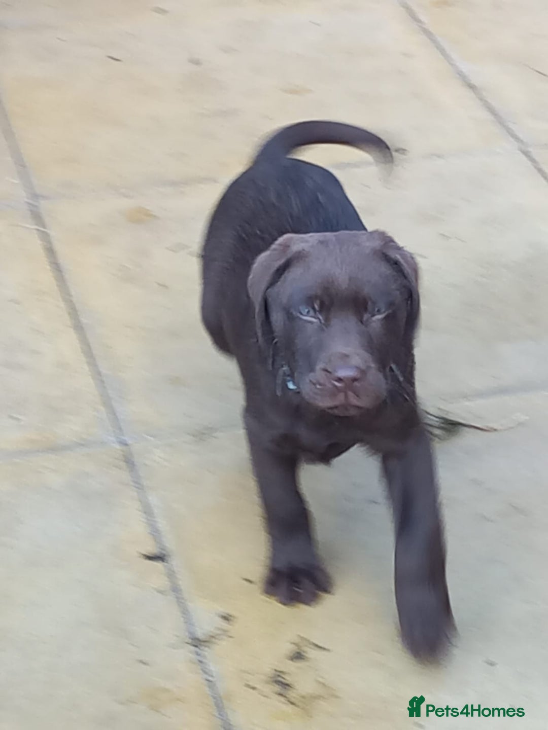 Labrador Retriever dogs for sale: Stunning chocolate lab  - Advert 4