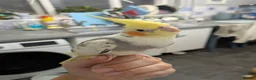 Cockatiels birds for sale: Hand reared friendly cockatiels 4 months old  in Godstone - Advert 2