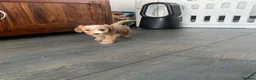 Cockapoo dogs for sale: Beautiful playful F1b cockapoos  - Advert 17