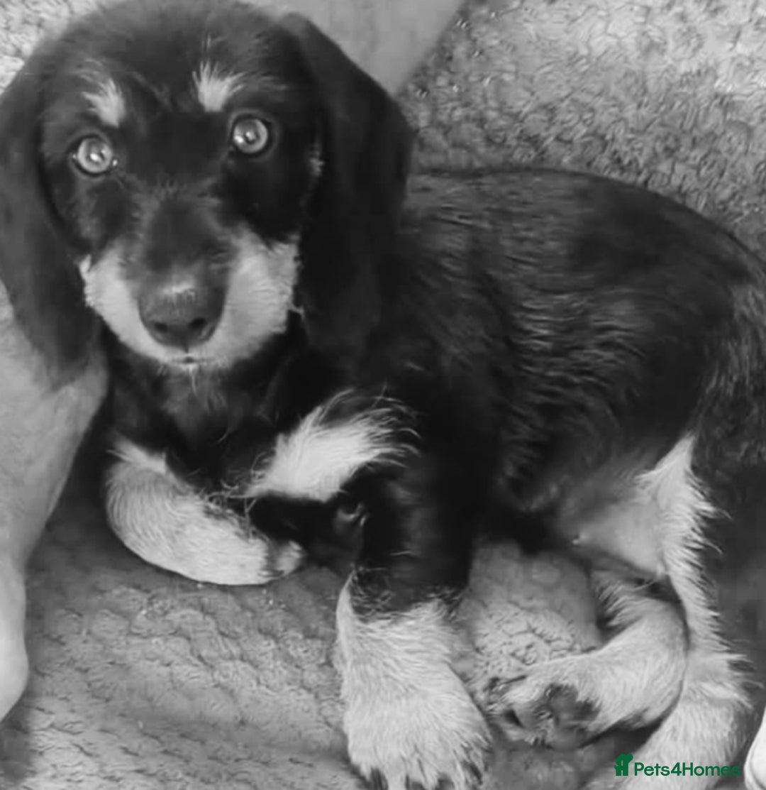 Dachshund dogs for sale: Long hair dachshund REDUCED  - Image 2