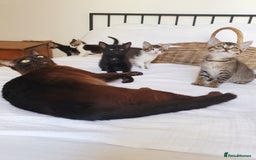 Burmese cats for sale: Burmese X Calico kittens - Image 3