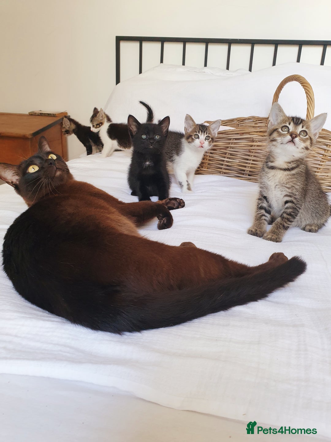 Burmese cats for sale: Burmese X Calico kittens - Image 3
