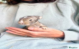 Mini Lion Lop rabbits for sale: Mini lop x Lionhead  - Image 6