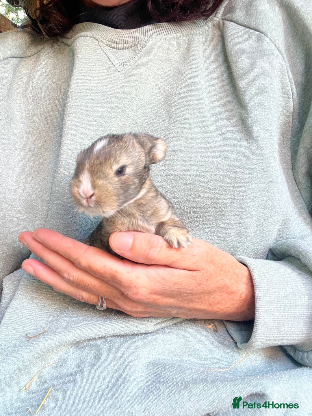 Mini Lion Lop rabbits for sale: Mini lop x Lionhead  - Image 6