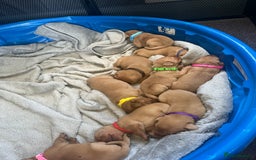 Labrador Retriever dogs for sale: Fox red Labrador puppies  - Image 5
