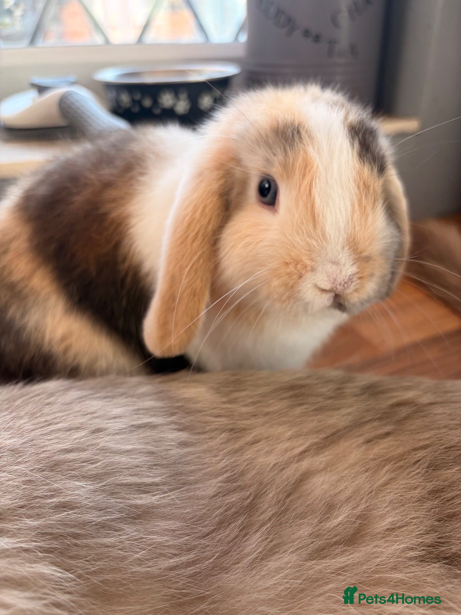 Mini Lop rabbits One gorgeous baby boy mini lop left for collection - Advert 1