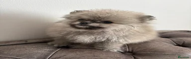 Pomeranian 2