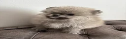 Pomeranian dogs for sale: Three Female Pomeranians  in Worthing - Advert 2
