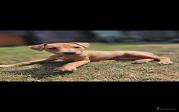 Lurcher dogs for sale: Deerhound Greyhound x deerhound Greyhound f1 - Image 22