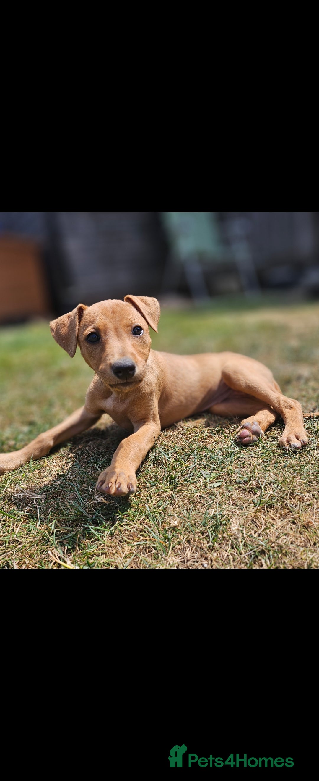 Lurcher dogs for sale: Deerhound Greyhound x deerhound Greyhound f1 - Image 22