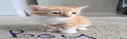Mixed Breed cats for sale: Beautiful kittens  - Advert 3