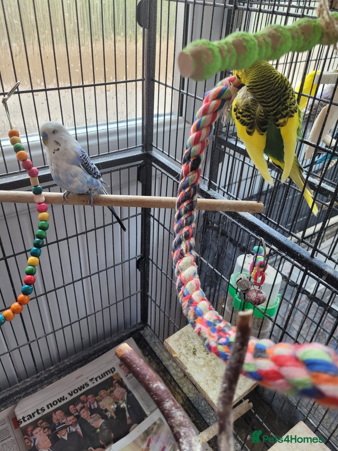Budgerigars birds for sale: 10 Budgies and 2 large cages - Image 8