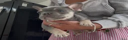 French Bulldog dogs for sale: Beautiful litter of French bulldogs  - Advert 8
