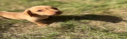 Miniature Dachshund dogs for sale: READY TO LEAVE🏆💙💖 KC REG 5 STAR BREEDER💙💖🏆 - Advert 12