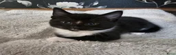 Mixed Breed cats for sale: Adorable Black & White Kittens for Sale 🐾 - Advert 6