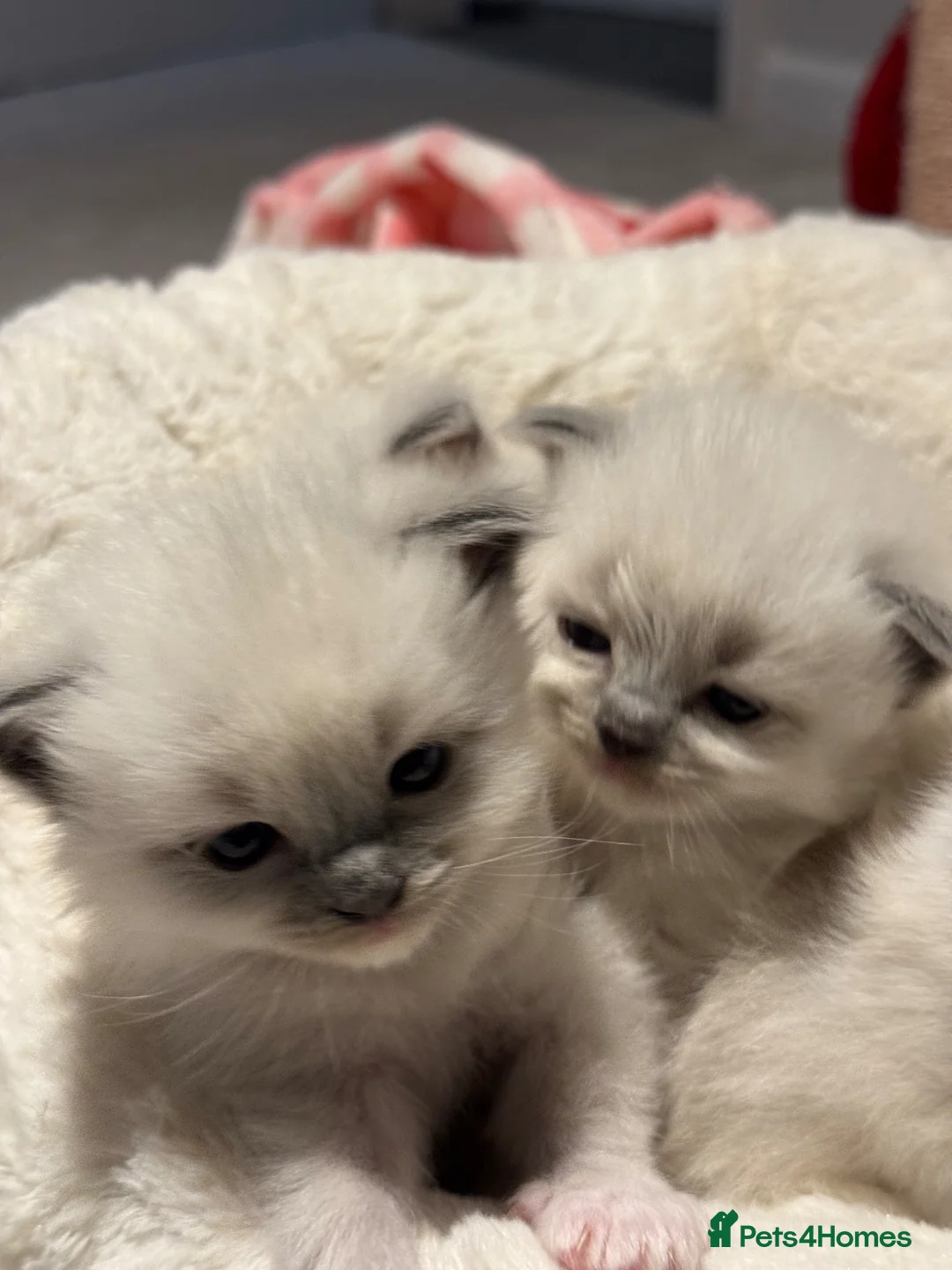 Ragdoll cats for sale: Exceptional Ragdolls Ready to Reserve  - Advert 8