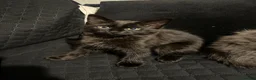 Mixed Breed cats for sale: Domestic Kittens - One Tabby, One Black/Dark Brown - Advert 11