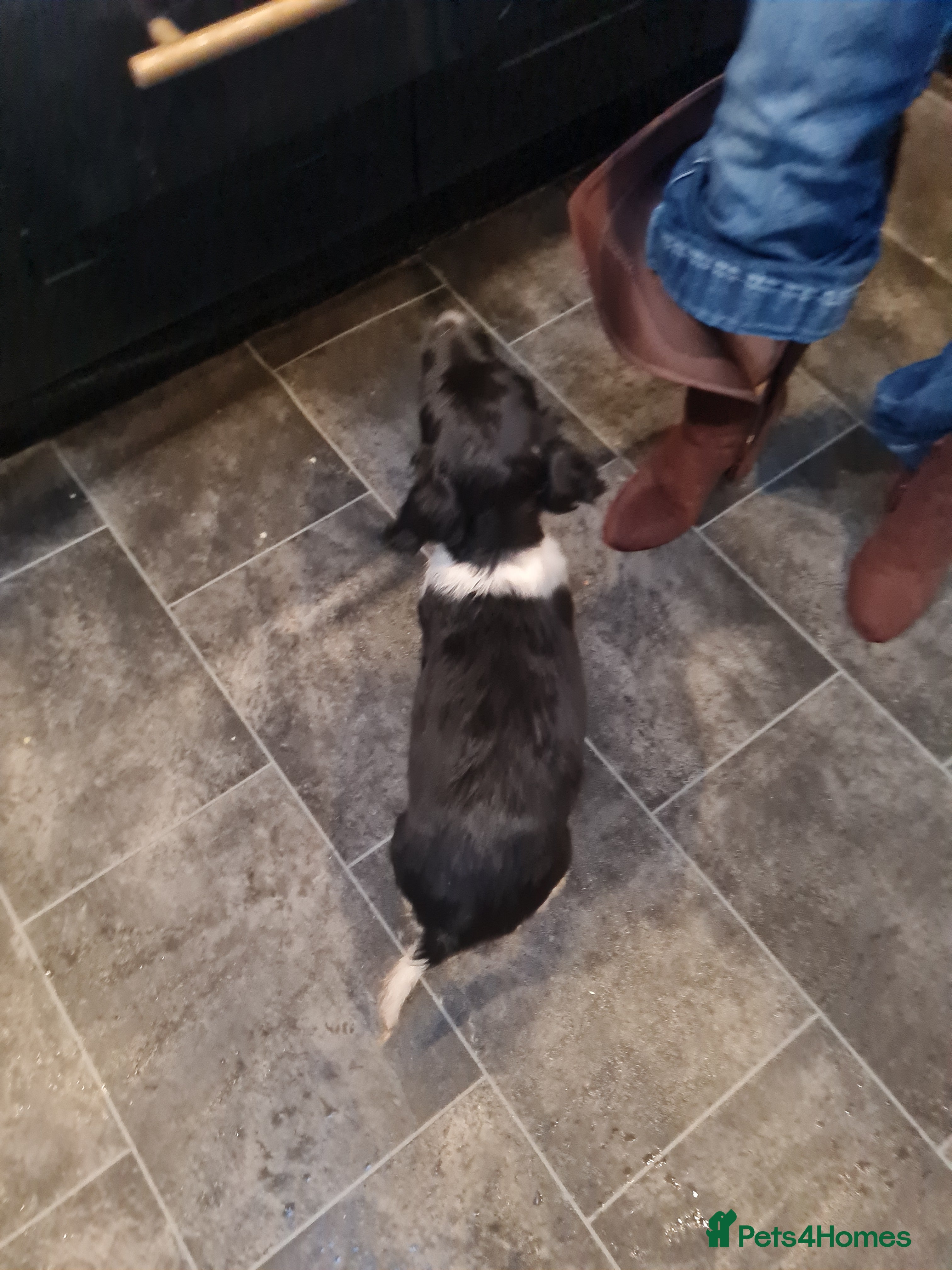 English Springer Spaniel dogs for sale: Springer pups... - Advert 17