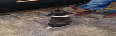English Springer Spaniel 7