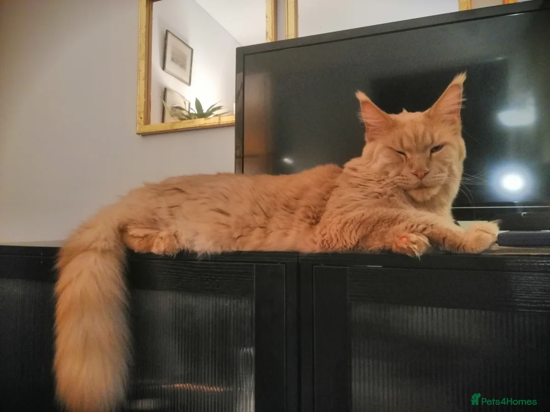 Maine Coon cats for sale: Cat for sale - Advert 2